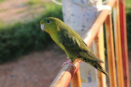 can wild parrots be tamed?