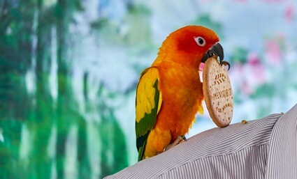 digestive biscuits for parrots