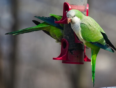 do all Quaker parrots talk?