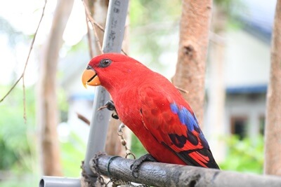 is it legal to keep a wild bird as a pet?