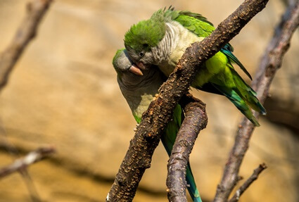 parrot genus and species