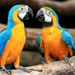 should I get a male or female macaw?