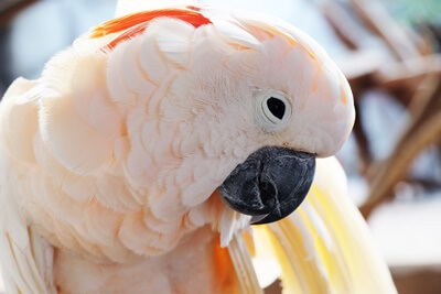 what is the bite force of a cockatoo?