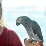 do parrots get in bad moods?