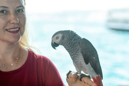 do parrots get in bad moods?